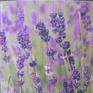 Swedish screen printed dishwashing sponge/ dish cloth, Lavender Flowers