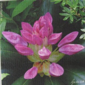 Swedish screen printed dish washing sponge/ dish cloth "rhododendron"  7" x 73/4"  Gudrun Walla